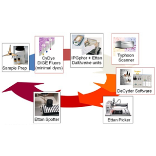 DIGE一雙向熒光差異凝膠電泳(Two-dimensional fluorescence difference gel electrophoresis ,2D-DIGE)，是在傳統雙向電泳的基礎上發展而來的新型蛋白質組學定量技術